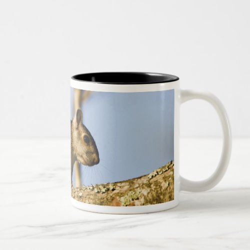 Costa Rica Variegated squirrel Sciurus Two_Tone Coffee Mug