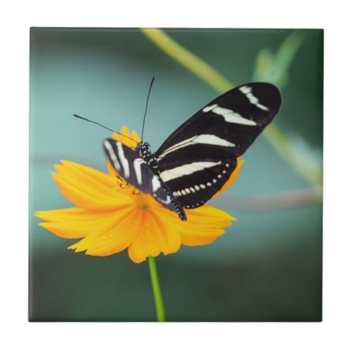 Costa Rica  _ Zebra Longwing Butterfly Ceramic Tile