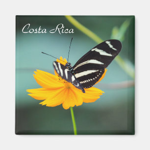 Costa Rica - Zebra Longwing Butterfly Magnet