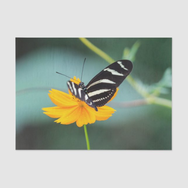 Costa Rica  - Zebra Longwing Butterfly Tissue Paper (Front)