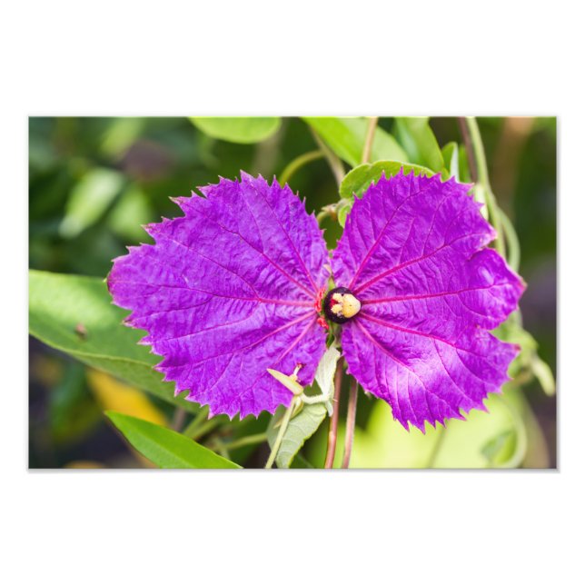 Costa Rican Butterfly Vine Photo Print (Front)