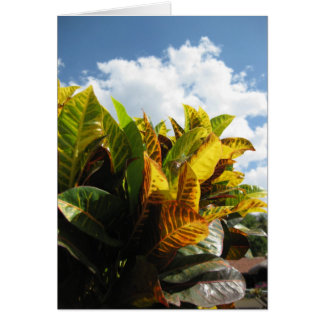 Costa Rican Flora Cards