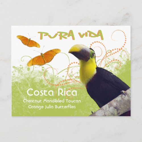 Costa Rican Pura Vida Toucan Postcard