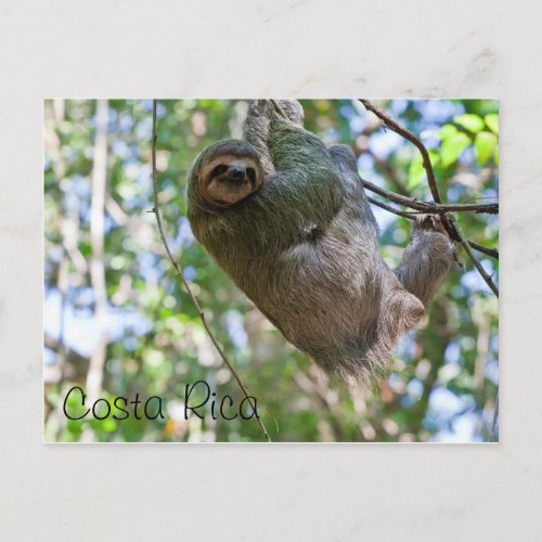 Costa Rican sloth Postcard