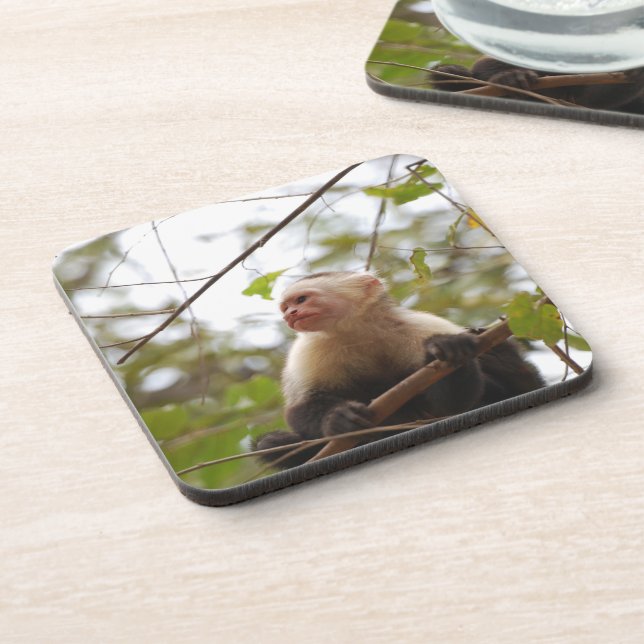 Costa Rican Wild Wonder: Capuchin Monkey Beverage Coaster (Left Side)