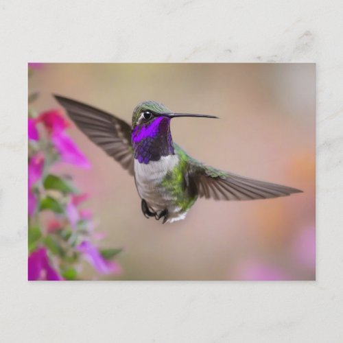 Costas Hummingbird in flight  Postcard