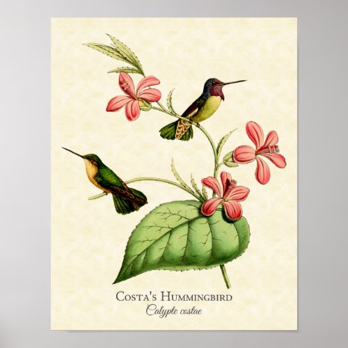 Costas Hummingbird Art Print