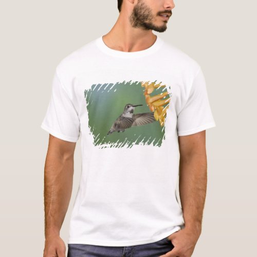 Costas Hummingbird Calypte costae young T_Shirt