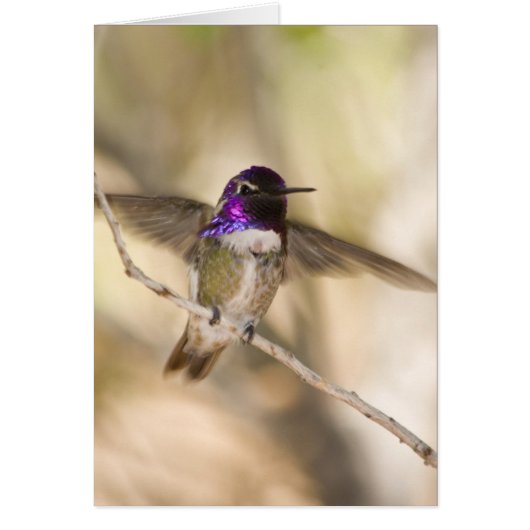 Costa's Hummingbird Cards (Front)