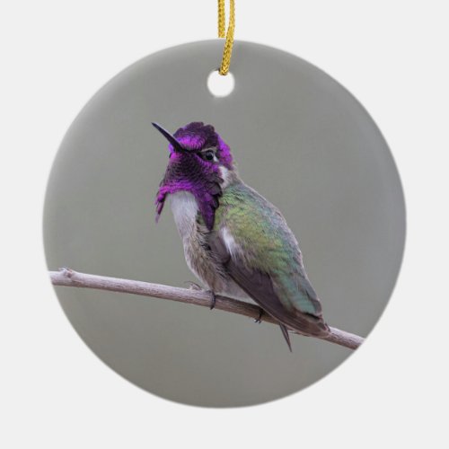 Costas hummingbird ceramic ornament