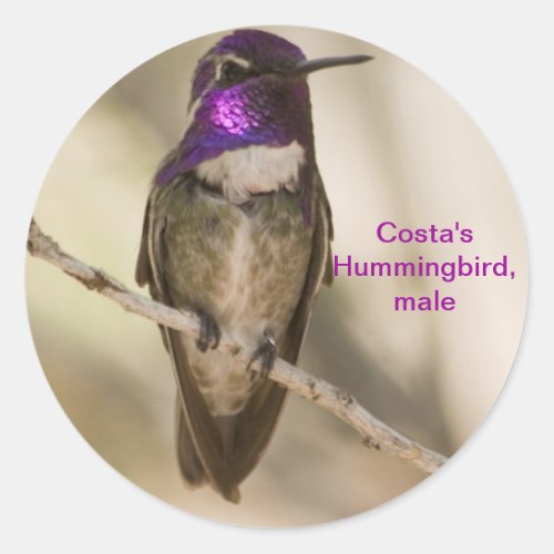 Costas Hummingbird Classic Round Sticker