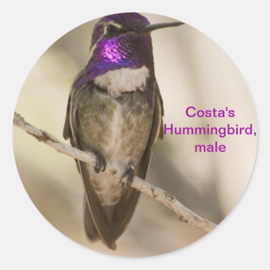 Costa's Hummingbird Classic Round Sticker