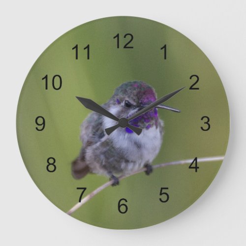 Costas  Hummingbird in August light Large Clock