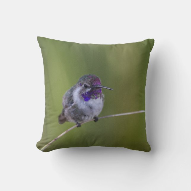 Costa's  Hummingbird in August light Throw Pillow (Front)