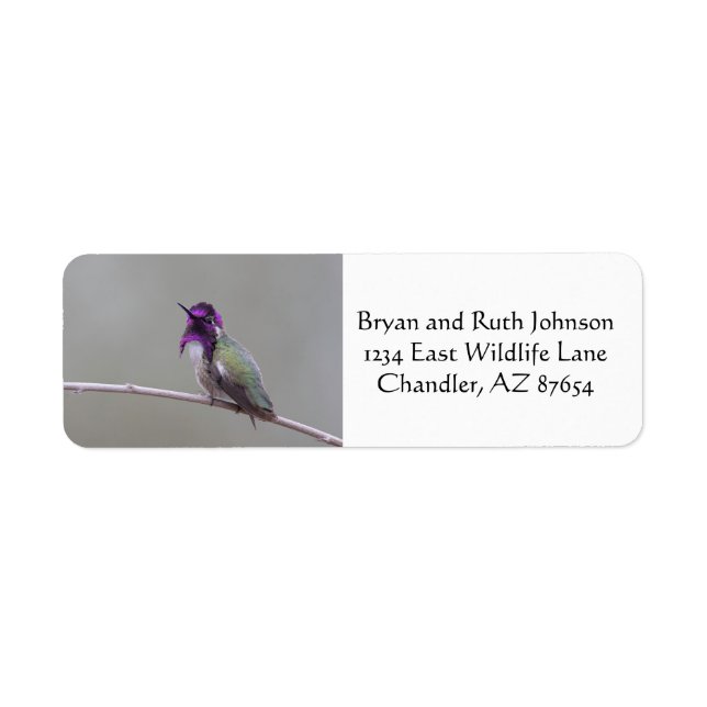 Costa's hummingbird label (Front)