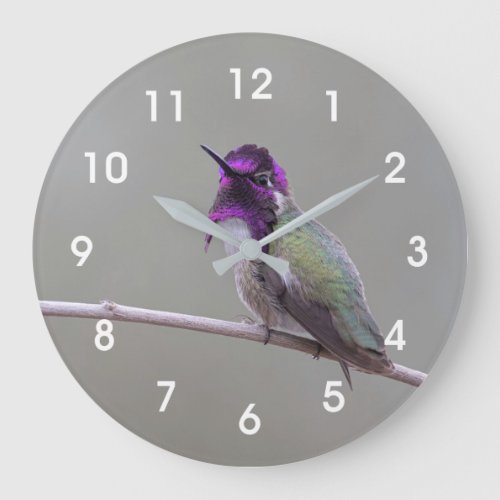 Costas hummingbird large clock