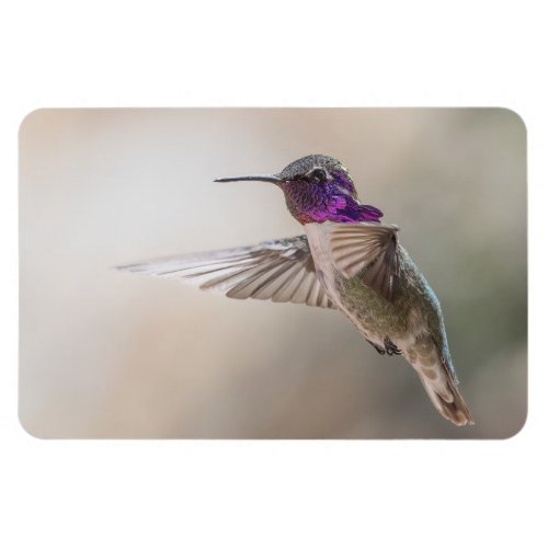 Costas Hummingbird Large Photo Magnet