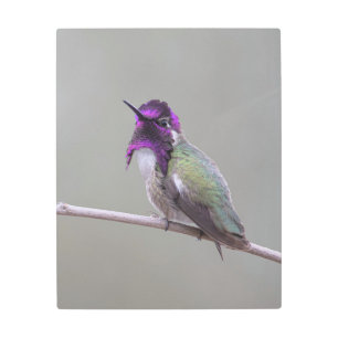 Costa's hummingbird metal print