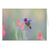 Costa's Hummingbird on approach (Front Horizontal)