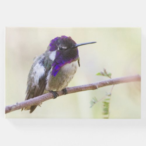 Costas  Hummingbird perched on a branch Guest Book