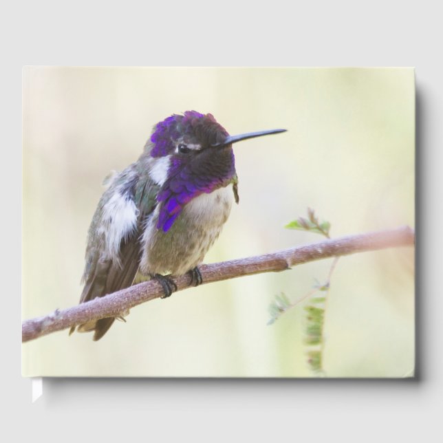 Costa's  Hummingbird perched on a branch Guest Book (Front)