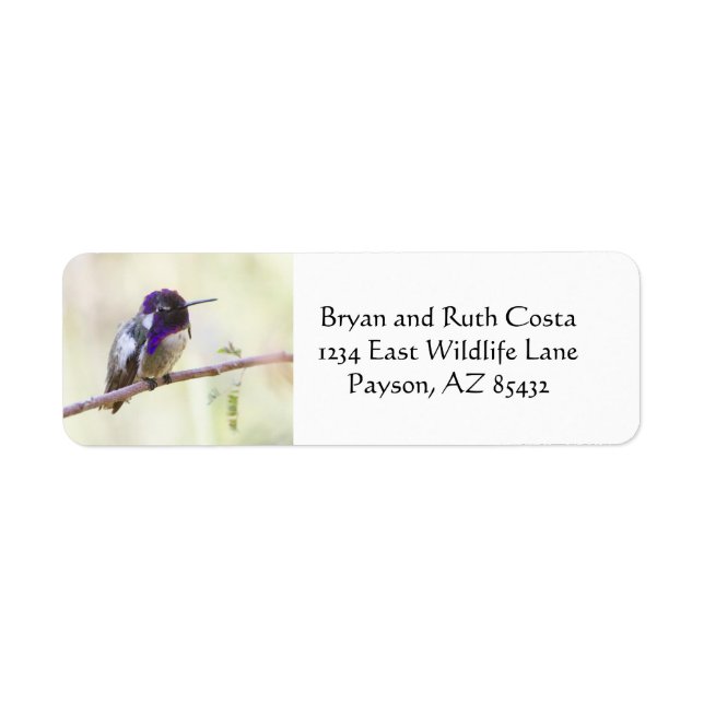 Costa's hummingbird perched on a branch label (Front)