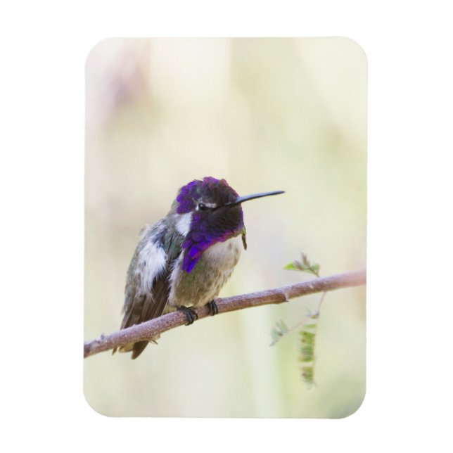 Costa's  Hummingbird perched on a branch Magnet (Vertical)