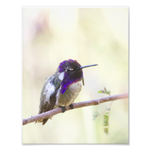 Costa's Hummingbird Perched on a branch Photo Print