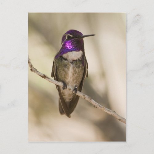 Costas Hummingbird Postcard