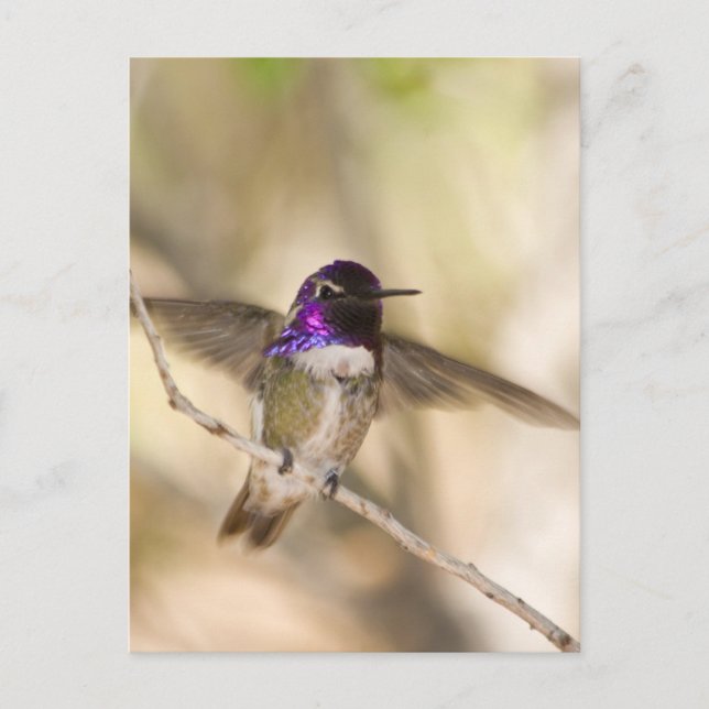 Costa's Hummingbird Postcard (Front)