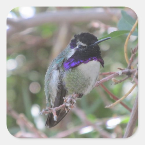 Costas Hummingbird Square Sticker