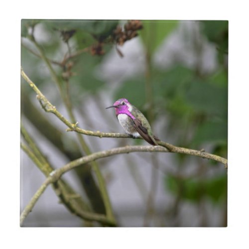 Costas Hummingbird Tile