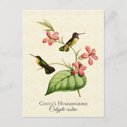 Costas Hummingbird Vintage Art Postcard