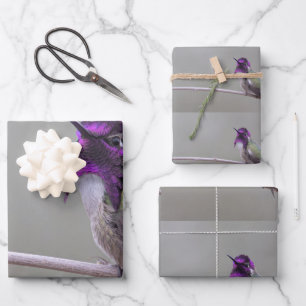 Costa's hummingbird wrapping paper sheets