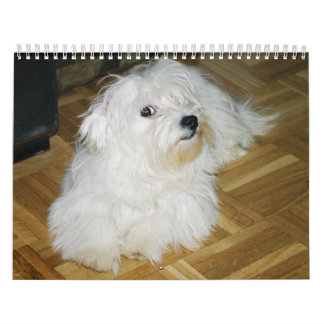 Coton Candy Calendar