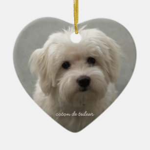 coton de tulear gift items