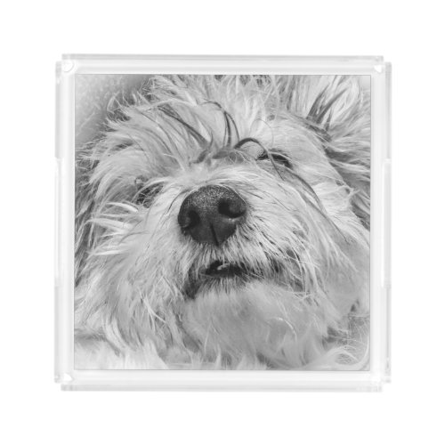 Coton de Tulear dog Acrylic Tray