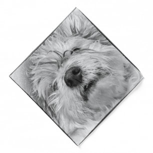 Coton de Tulear dog Bandana