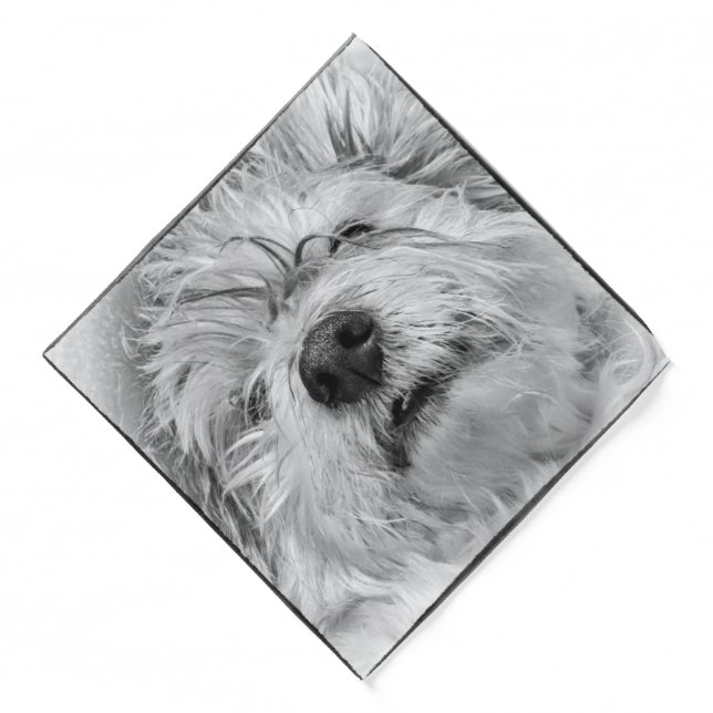 Coton de Tulear dog Bandana (Front)