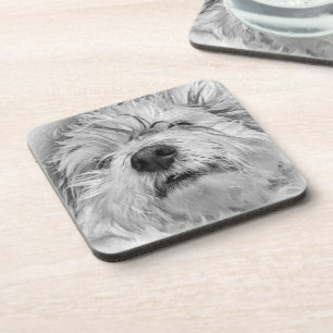Coton de Tulear dog Beverage Coaster