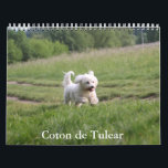 Coton de Tulear Dog Calendar<br><div class="desc">A Calendar with 12 different pictures of Coton de Tulear</div>