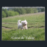 Coton de Tulear Dog Calendar<br><div class="desc">A Calendar with 12 different pictures of Coton de Tulear</div>
