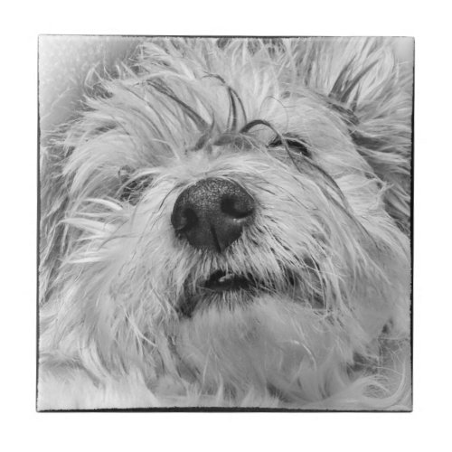 Coton de Tulear dog Ceramic Tile