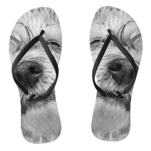 Coton de Tulear dog Flip Flops