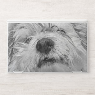 Coton de Tulear dog HP Laptop Skin