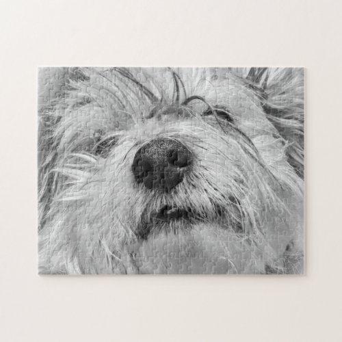 Coton de Tulear dog Jigsaw Puzzle