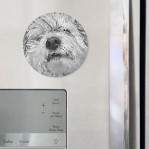 Coton de Tulear dog Magnet