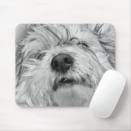 Coton de Tulear dog Mouse Pad