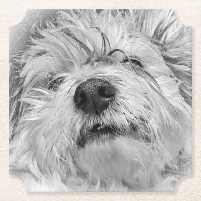 Coton de Tulear dog Paper Coaster (Front)