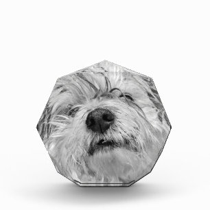 Coton de Tulear dog Photo Block